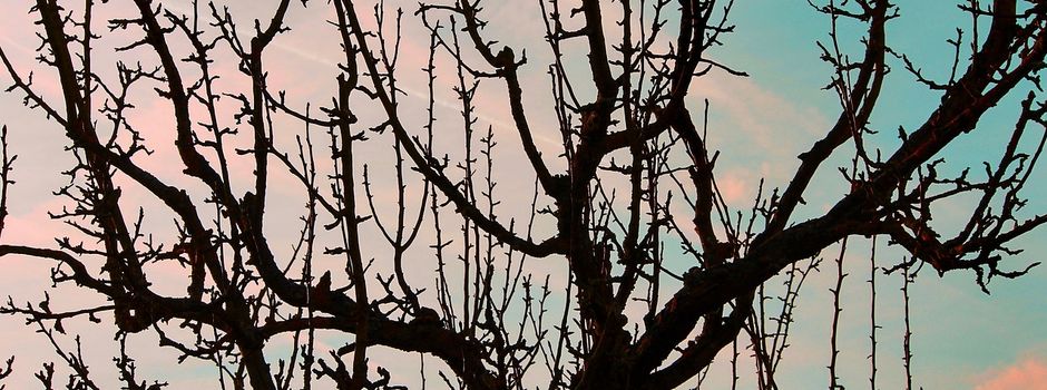 Grundlagen zum Obstbaumschnitt