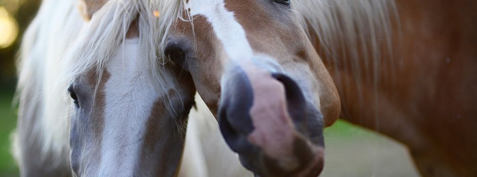 Reiterferien in der Ponywelt Niedersimten