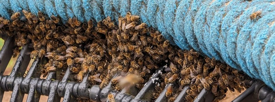 Bienenschwarm besetzt Schaukel der Kita St. Matthäus