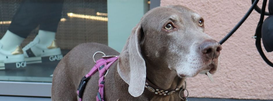 Augsburg, das sind deine Hunde: Eine Bildergalerie