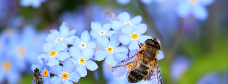 Faszination Honigbienen: Der etwas andere Sonntag