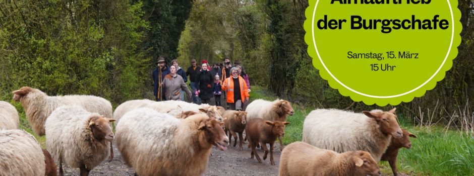 Almauftrieb der Burgschafe am 15. März