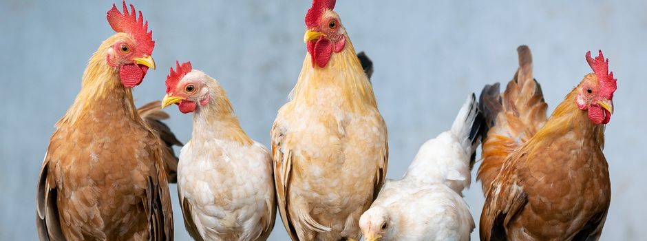 Hähnchenfest beim Geflügelzuchtverein Ravolzhausen