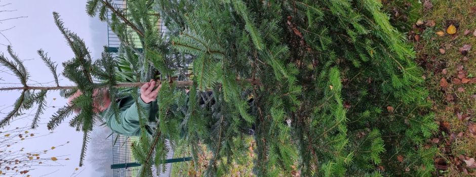Tannenbaum günstig zu kaufen!