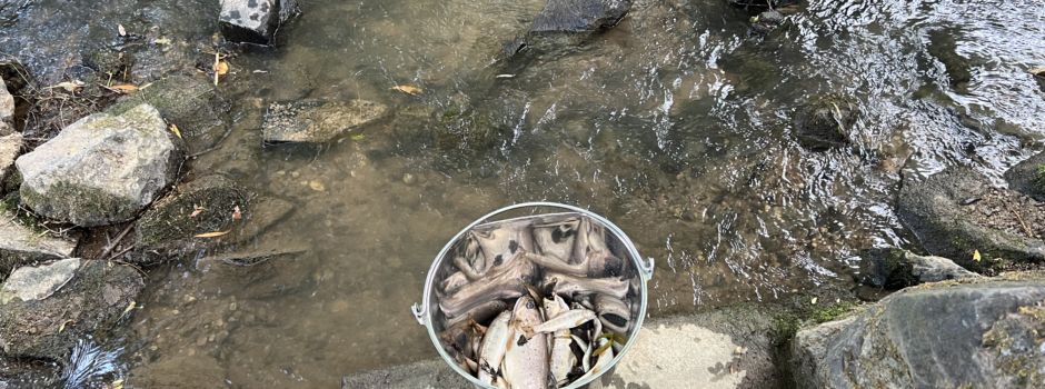 Fischsterben im Leiselsbach