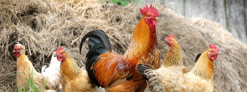 Wichtige Information für alle Geflügelhalter in Teistungen