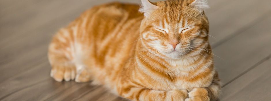 Weltkatzentag 2023: Mr. Samtpfote verlangt gekrault zu werden