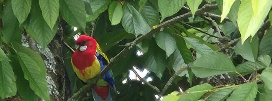 Der Besitzer des Prachtrosella - Männchen hat sich gemeldet!