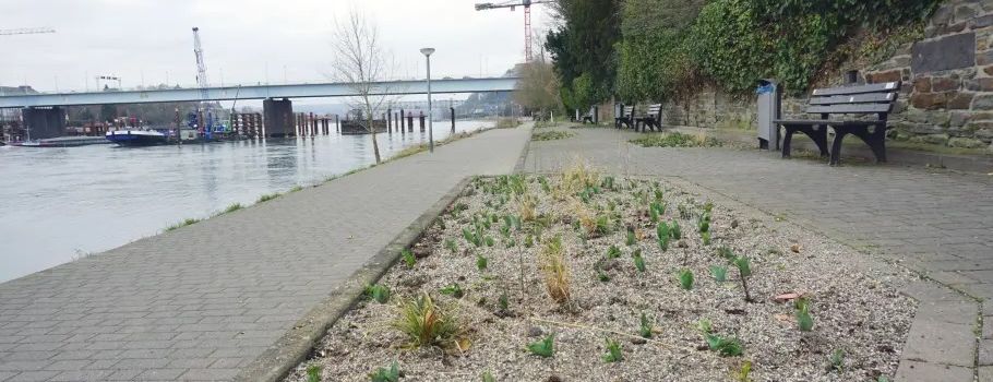 Hunde zerstören Blumenbeete in Koblenz-Pfaffendorf