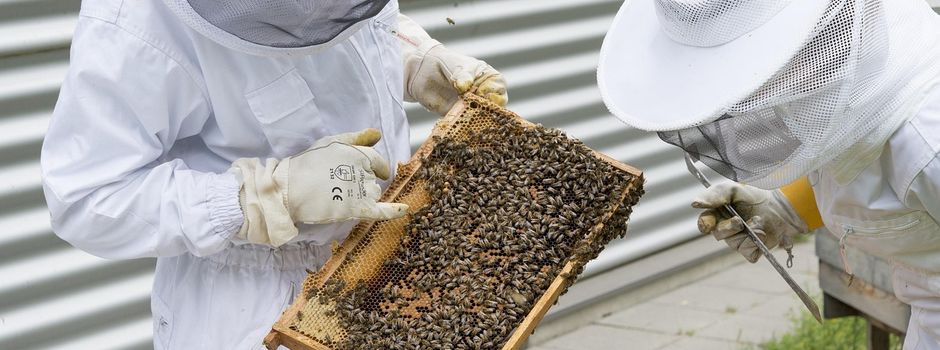 Bienen im Mittelpunkt auf dem Grünberger Marktplatz