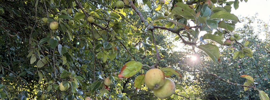 🍏 Äpfel satt auf der Obstwiese in den Butterblöcken