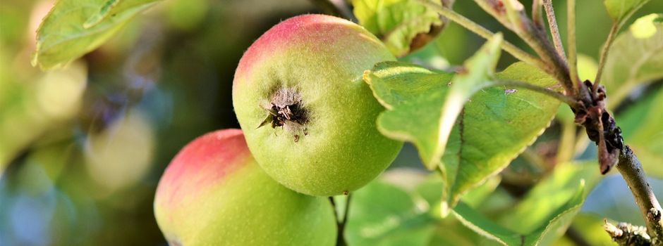Städtische Obstbäume frei ernten