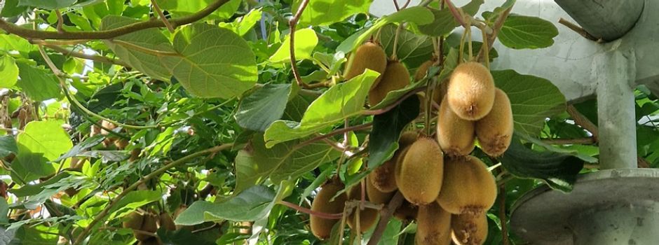 Kiwis aus eigener Ernte!