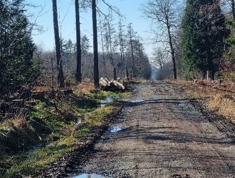 Unser Wald in Hattert