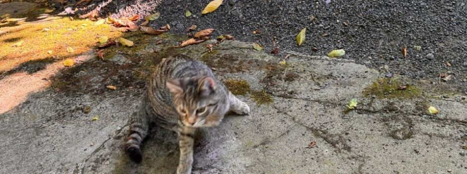 Katze gefunden