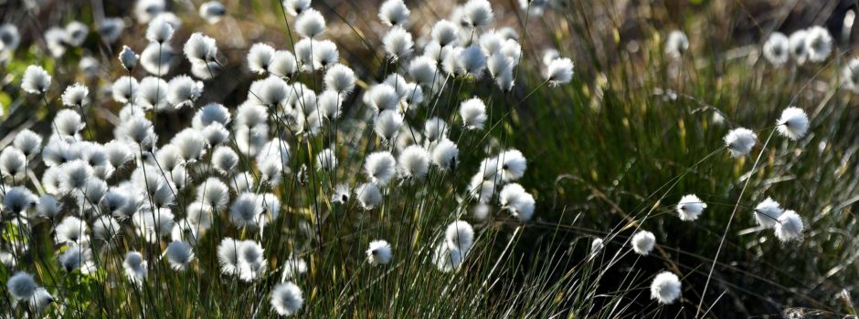 Das Wollgras blüht im Hohen Moor
