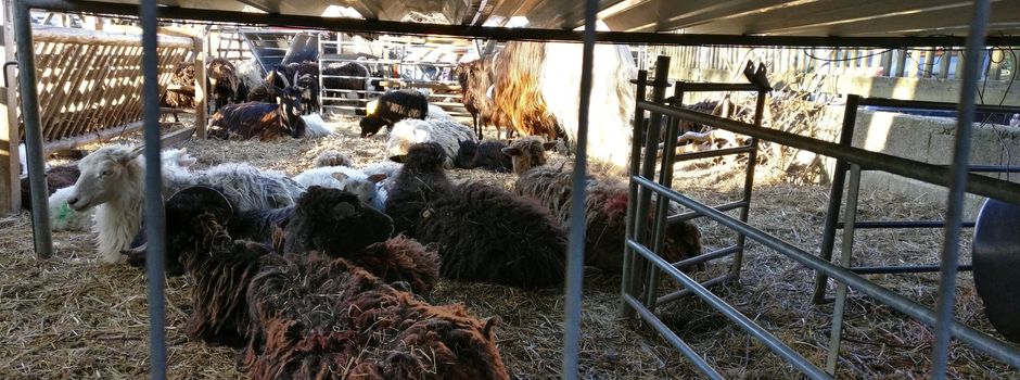 Hundert Tiere auf einem Mainzer Grundstück: Wird es jetzt geräumt?