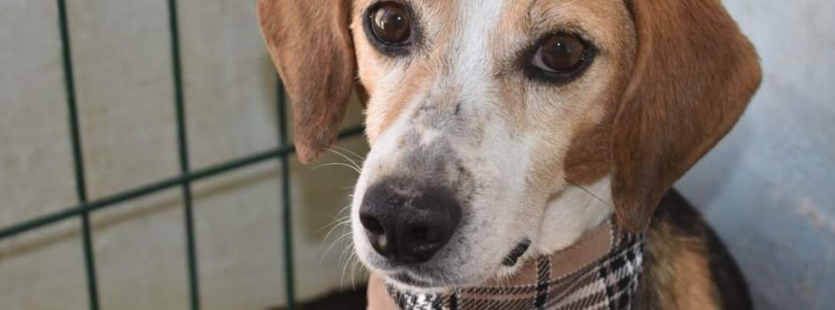 Nach brutaler Attacke auf Herrchen: Beagle Eddie vermisst
