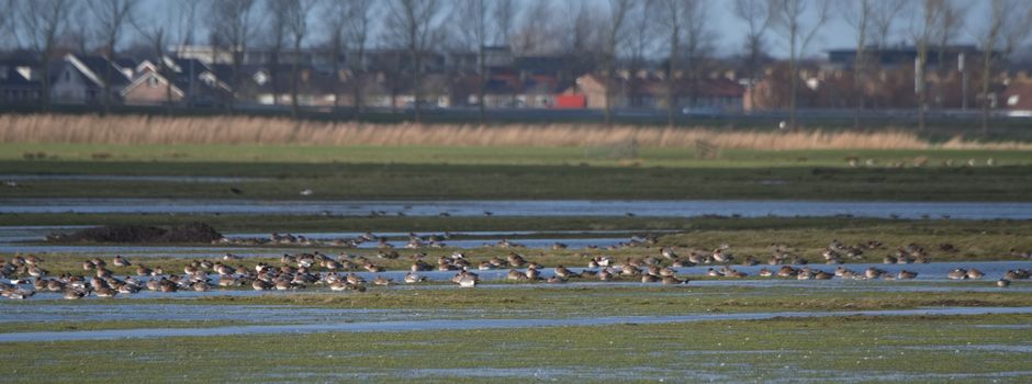 „Zugvögel im Klimawandel“