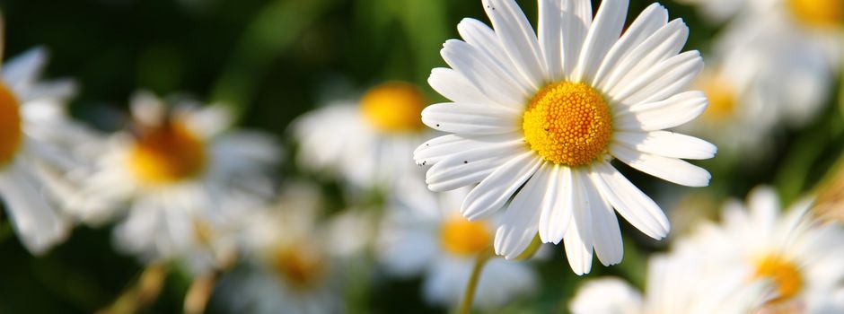 Welche Blumen und Wildkräuter sind essbar?