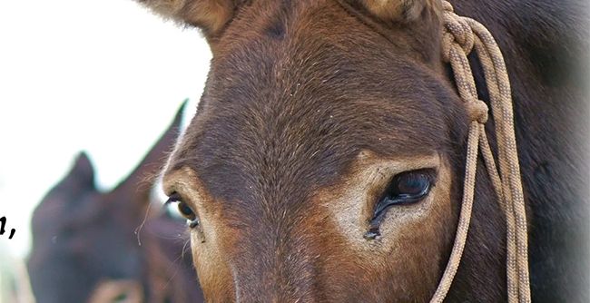 Vortrag bei „Kultur um 8“: Mit dem Esel durchs „Land des Lächelns“