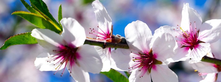 2. Mandelblütenfest