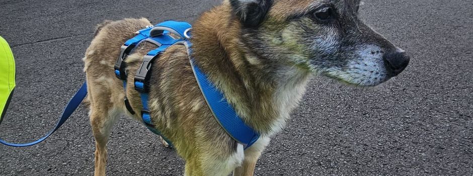 Fundhund in der Nähe von Klein-Calden