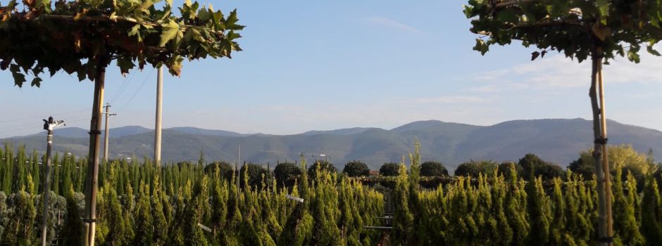 Mediterranes Flair im eigenen Garten! Toskana-Pflanzen & mehr aus dem hagebaumarkt Beyer