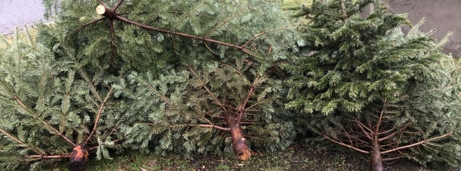 Abfuhr von Weihnachtsbäumen startet