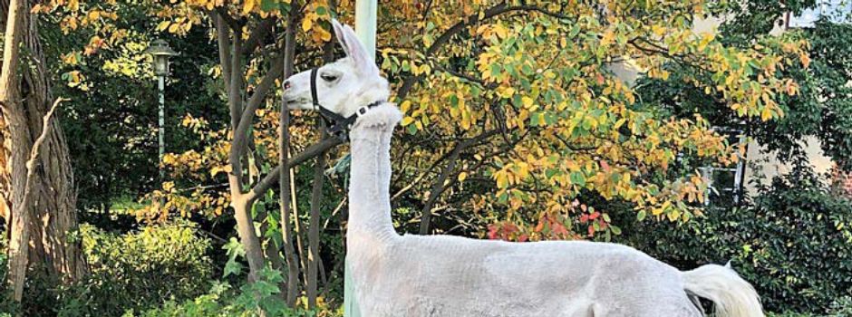 „Drama“ mit Lama: „Klaus“ büchste aus