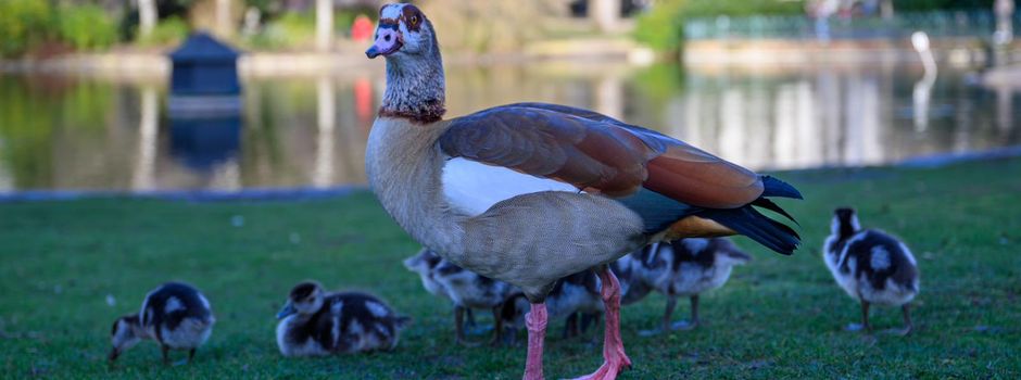 Werden die Wiesbadener Nilgänse jetzt abgeschossen?