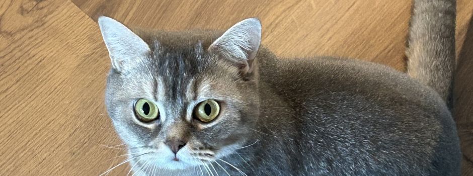 Update: Katze Fiby wohlbehalten zurückgekehrt