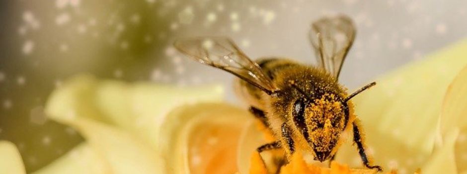 Von Bienchen und Blümchen: Die Good News der Woche