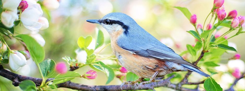 Der Frühling kommt mit aller Macht