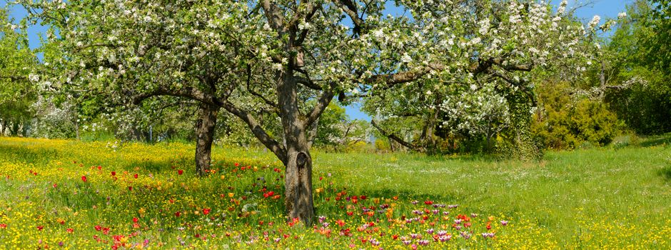 Ein neues Zuhause „Im Obstgarten“: Bewerbungsphase startet Anfang 2022
