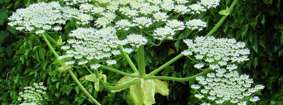  Sichtung von Riesen-Bärenklau