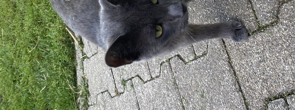 Kater Aramis ist wieder auf Wanderschaft