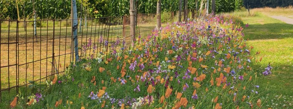 Blühstreifenprogramm 2026 🌸