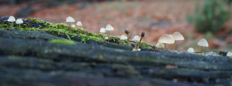 Faszinierende Welt der Pilze