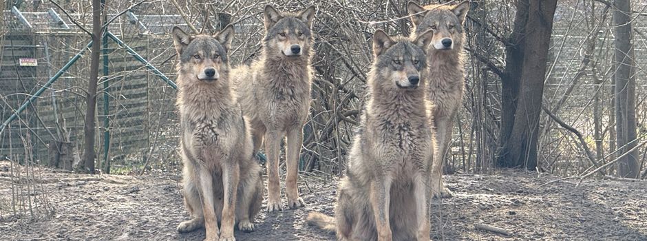 „Wolfsnächte“ kehren zurück in den Tiergarten Worms