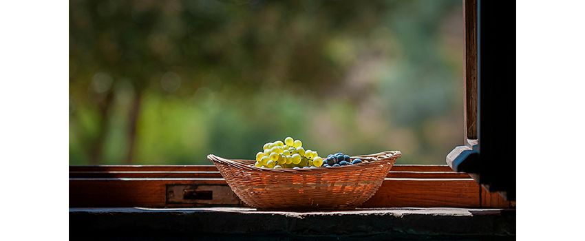 Früher Start in den Weinherbst: Bacchus-Hof beginnt Lese für den Federweißer 2025