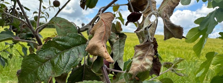 Gefährliches Bakterium bedroht Mainzer Obstbäume