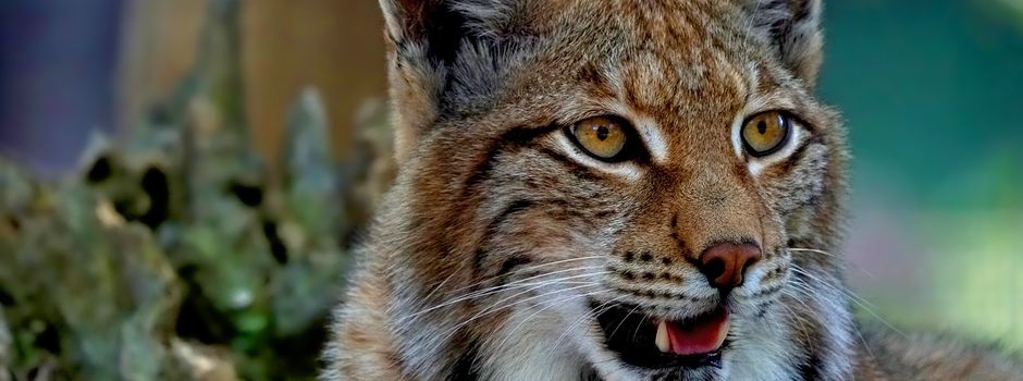 Wieder mehr Luchse in Hessen