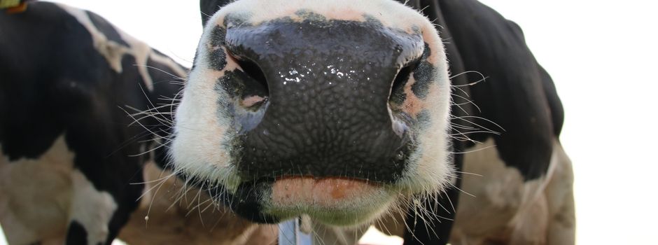 Kühe büxen aus und werden im fremden Garten zu Nachtschwärmern