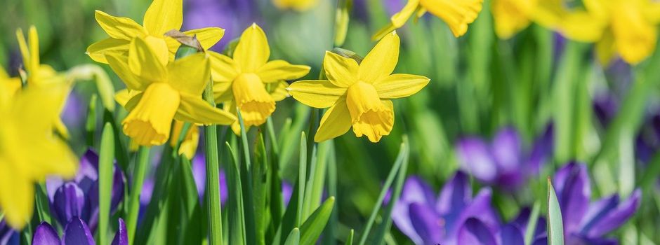 Gartenverein Gartenglück 22 e.V. Güsten Amesdorfer Strasse