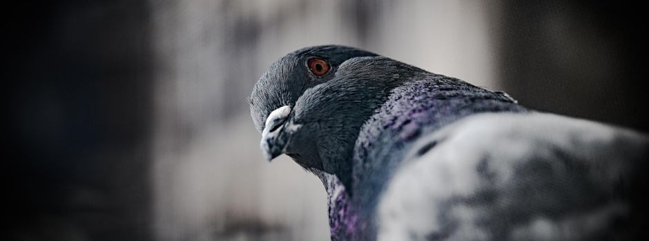 Perfider Plan: Unbekannter soll Taube erst angelockt dann angeschossen haben