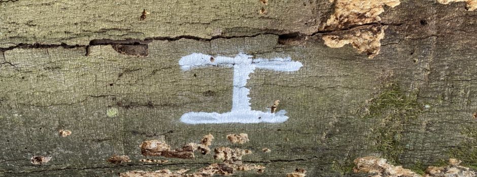H wie „Habitat“: Gemeinde und HessenForst inventarisieren wichtige Bäume