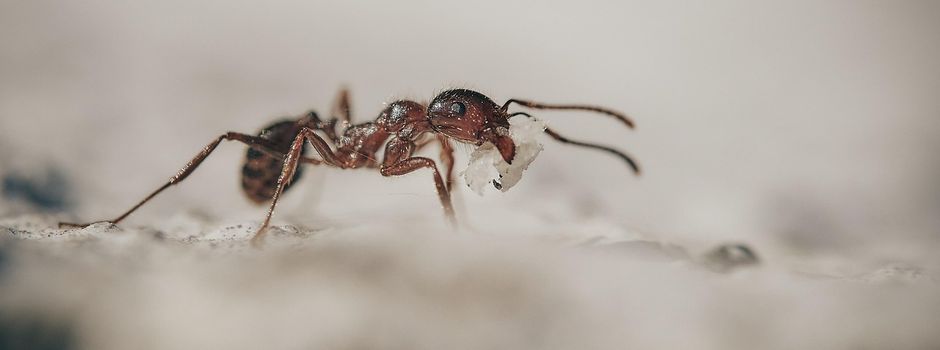 Wichtige Informationen zur invasiven Ameisenart Tapinoma magnum