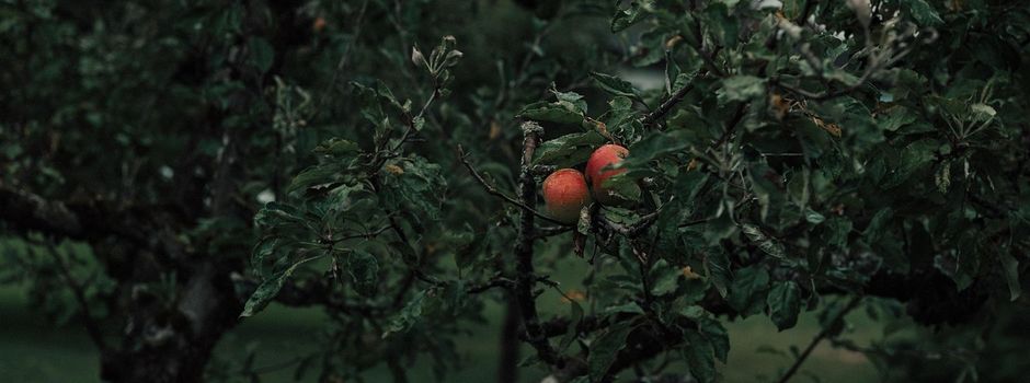 Die Äpfel auf der Streuobstwiese sind reif 🍎