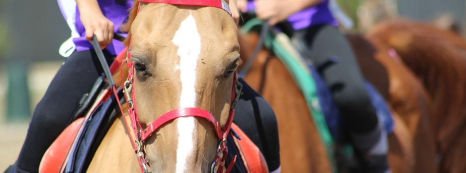Umstrittenes Ponykarussell wieder auf Bad Kreuznacher Jahrmarkt